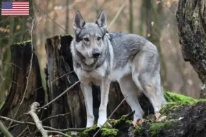 Read more about the article Criador de cães-lobo da Checoslováquia e cachorros nos EUA