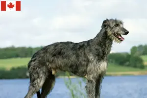 Read more about the article Criadores de Deerhound e cachorros no Canadá