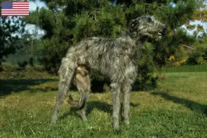 Read more about the article Criadores de Deerhound e cachorros nos EUA