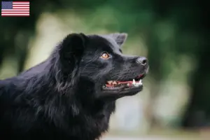 Read more about the article Criadores de Lapphund sueco e cachorros nos EUA