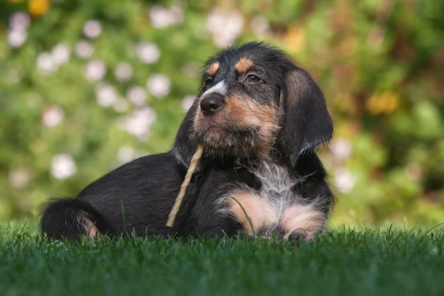 Comprar um cachorro Otterhund significa assumir responsabilidades! Comprar cachorros Otterhund.
