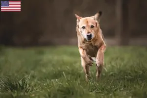 Read more about the article Canaã Criadores de cães e cachorros nos EUA
