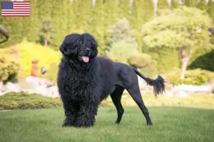 Read more about the article Cão de Agua português criadores e cachorros nos EUA