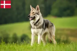 Read more about the article Criador de cães-lobo da Checoslováquia e cachorros na Dinamarca