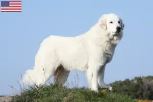 Read more about the article Criadores e cachorros de Cão de Montanha dos Pirinéus nos EUA