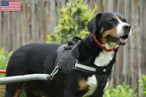 Read more about the article Criador de cães de montanha suíços de grande porte e cachorros nos EUA