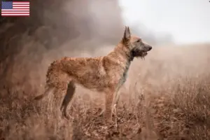 Read more about the article Criadores e cachorros de Pastor Belga nos EUA
