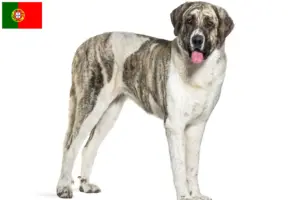 Read more about the article Cão de pastor transmontano criador e cachorros em Portugal
