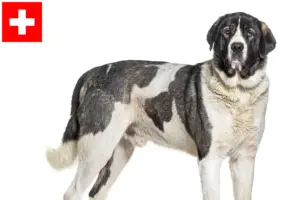 Read more about the article Cão de pastor transmontano criador e cachorros na Suíça