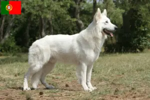 Read more about the article Criador de cães de pastor suíço branco e cachorros em Portugal