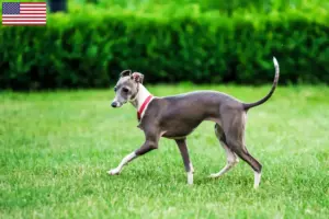Read more about the article Criadores de carrilhão de vento italiano e cachorros nos EUA