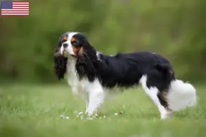Read more about the article Criadores de Cavalier King Charles Spaniel e cachorros nos EUA