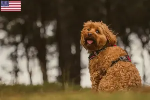 Read more about the article Criadores de Cavoodle e cachorros nos EUA
