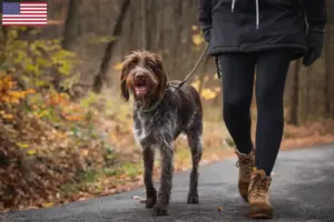 Read more about the article Český fousek criadores e cachorros nos EUA