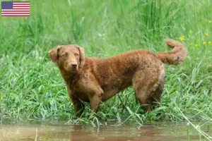 Read more about the article Criadores de Chesapeake Bay Retriever e cachorros nos EUA