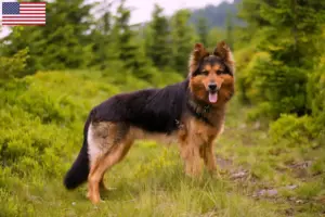 Read more about the article Criadores de Chodský pes e cachorros nos EUA