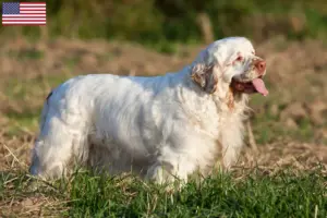 Read more about the article Criadores de Clumber Spaniel e cachorros nos EUA