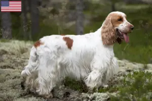Read more about the article Criadores de Cocker Spaniel Inglês e cachorros nos EUA