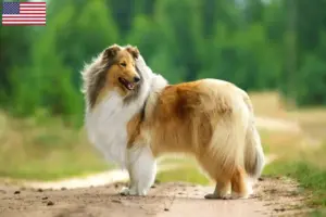 Read more about the article Criadores de Collie e cachorros nos EUA