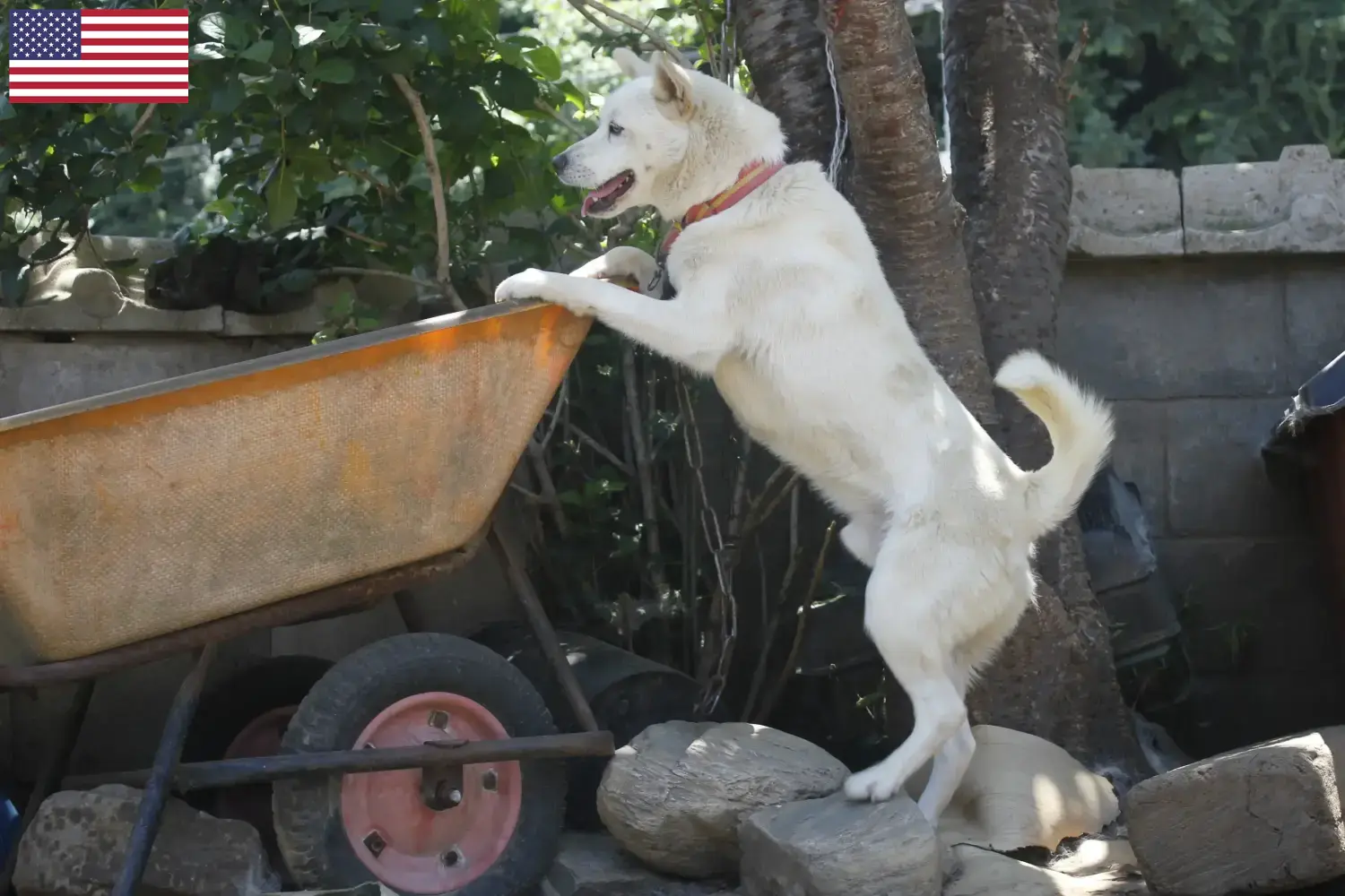 Coreia Jindo Cão cachorros e criadores EUA Aqui pode encontrar criadores de Korea Jindo Dogs nos EUA.