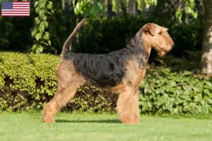 Read more about the article Criadores de Airedale Terrier e cachorros nos EUA
