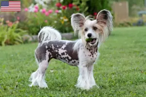 Read more about the article Criadores de cães de crista chinês e cachorros nos EUA