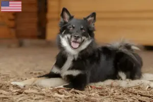 Read more about the article Criadores de cães islandeses e cachorros nos EUA