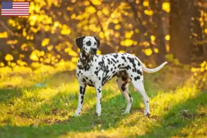 Read more about the article Criadores de dálmatas e cachorros nos EUA