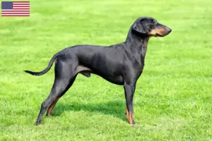 Read more about the article Criadores de Manchester Terrier e cachorros nos EUA