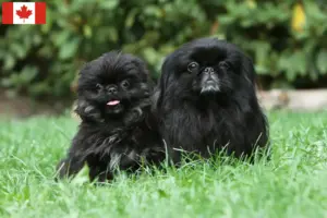 Read more about the article Criadores de pequinês e cachorros no Canadá