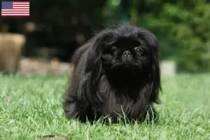 Read more about the article Criadores de pequinês e cachorros nos EUA