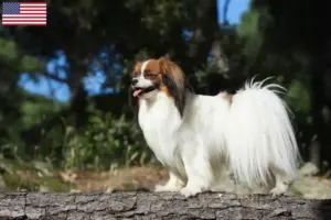 Read more about the article Criador de Spaniel Anão Continental e cachorros nos EUA