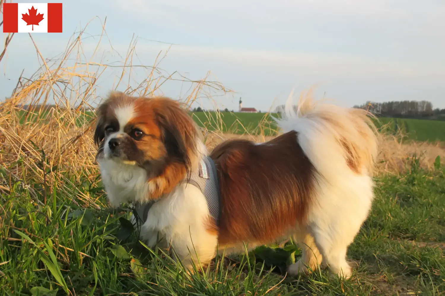 Spaniel tibetano cachorros e criadores Canadá Encontrar criadores de Spaniels Tibetanos no Canadá.