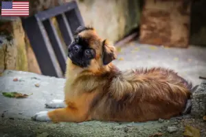 Read more about the article Criadores de Tibetan Spaniel e cachorros nos EUA