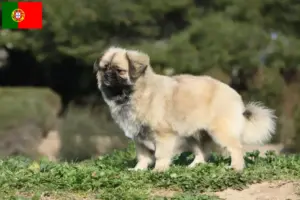 Read more about the article Criadores de Tibetan Spaniel e cachorros em Portugal