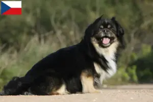 Read more about the article Criadores de Tibetan Spaniel e cachorros na República Checa