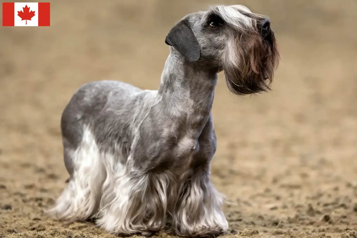 Read more about the article Criador de Terrier Checo e cachorros no Canadá