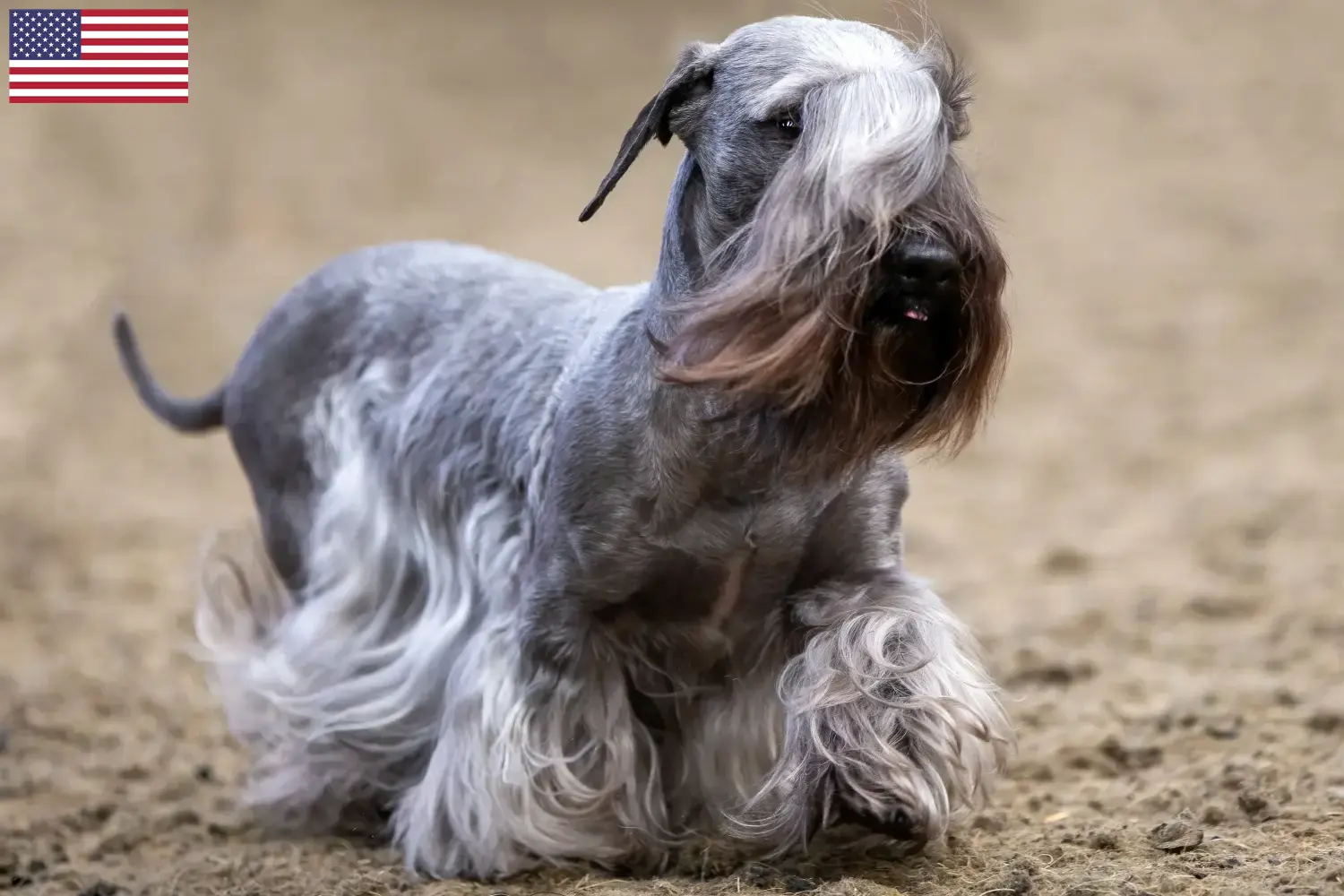 Terrier checo cachorros e criadores EUA Aqui pode encontrar criadores de Terrier Checo nos EUA.