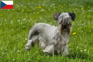 Read more about the article Criador de Terrier Checo e cachorros na República Checa