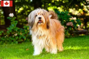 Read more about the article Criadores e cachorros de Terrier Tibetano no Canadá