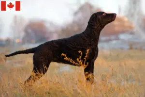 Read more about the article Criadores de Curly Coated Retriever e cachorros no Canadá