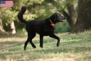Read more about the article Criadores de Curly Coated Retriever e cachorros nos EUA