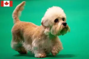 Read more about the article Criadores e cachorros de Dandie Dinmont Terrier no Canadá