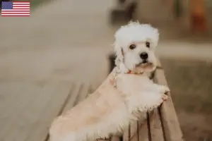Read more about the article Criadores e cachorros de Dandie Dinmont Terrier nos EUA