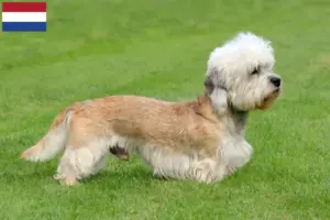 Read more about the article Criadores e cachorros de Dandie Dinmont Terrier nos Países Baixos