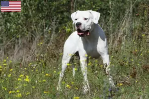 Read more about the article Criadores de Dogo Argentino e cachorros nos EUA