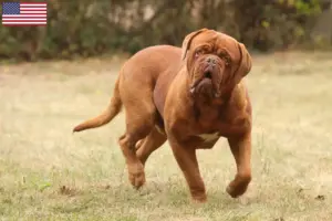 Read more about the article Criadores de Dogue de Bordeaux e cachorros nos EUA