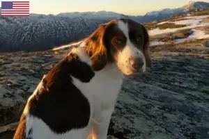 Read more about the article Criadores e cachorros de Drentse Patrijshond nos EUA