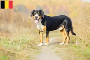 Read more about the article Cão de montanha Entlebuch Criador e cachorros na Bélgica