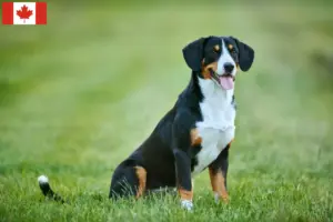 Read more about the article Criador de cães de montanha Entlebuch e cachorros no Canadá